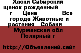 Хаски Сибирский (щенок рожденный 20.03.2017г.) › Цена ­ 25 000 - Все города Животные и растения » Собаки   . Мурманская обл.,Полярный г.